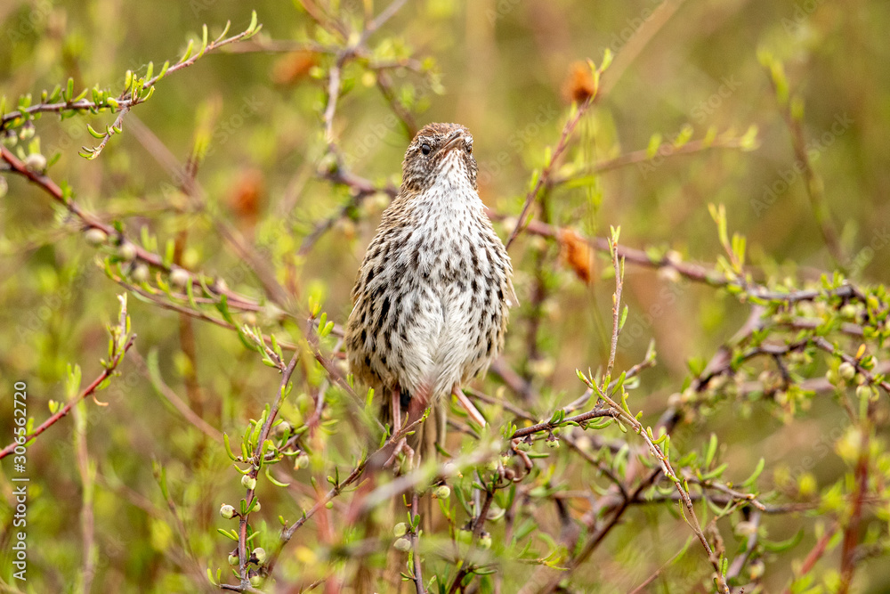 North Island Fernbird 