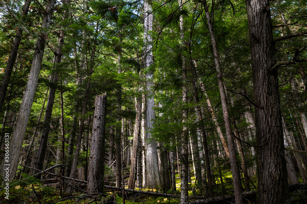 Obraz premium Mount Robson Provincial Park