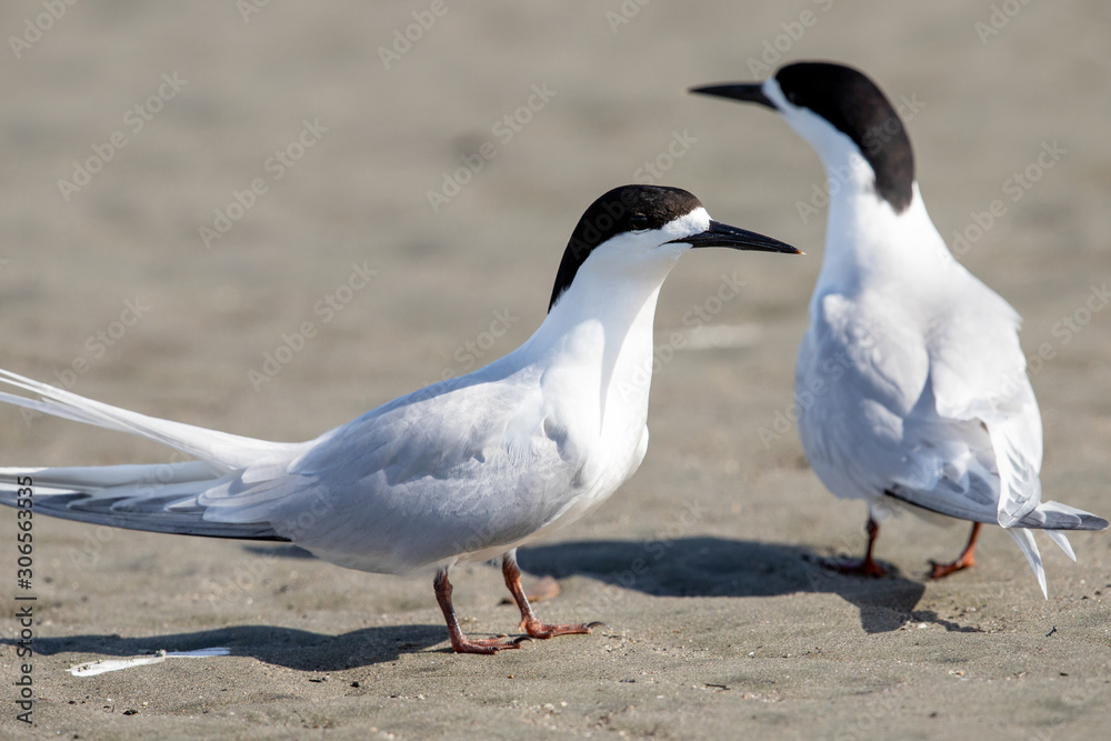 White-fronted Tern in Australasia White-fronted Tern in Australasia