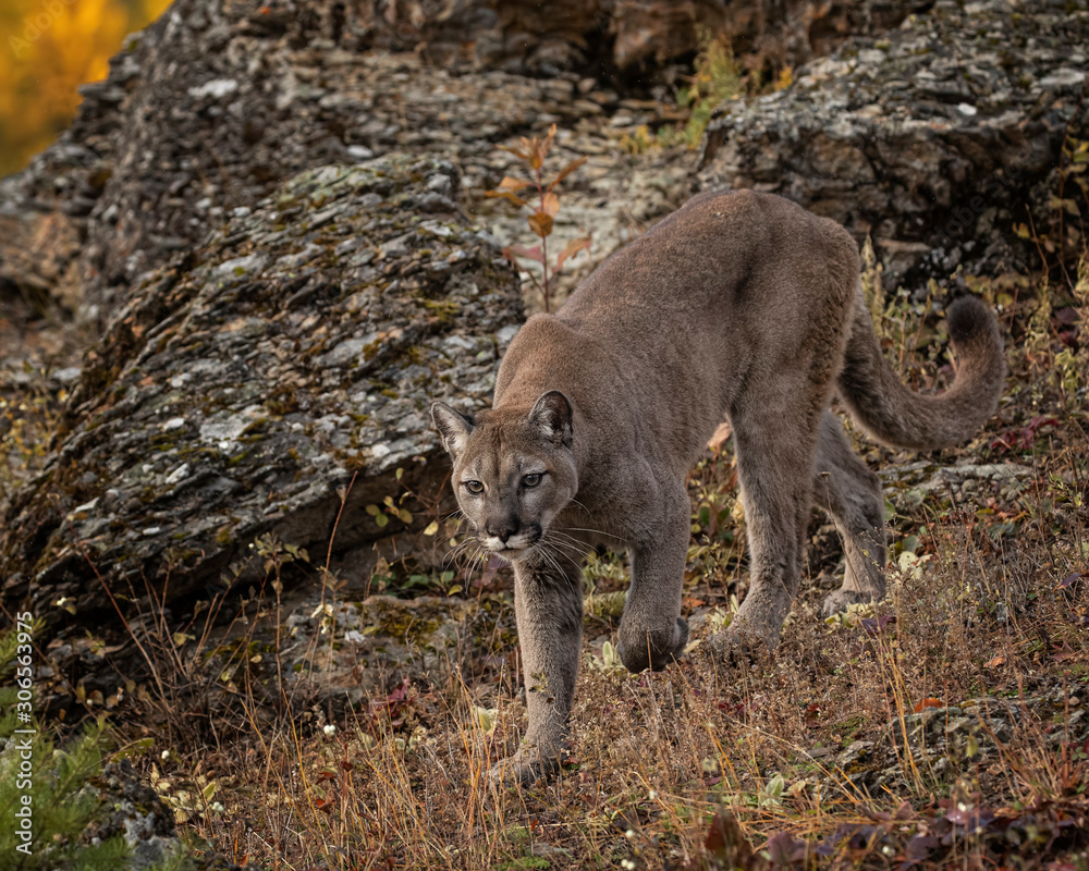 Mountain Lion Dee Dee Triple D Montana USA Mountain Lion Dee Dee Triple D Montana USA