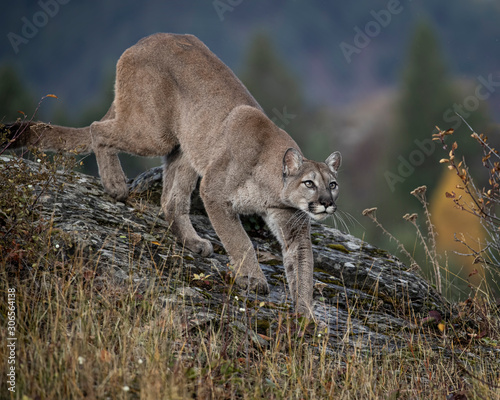 Mountain Lion Dee Dee Triple D Montana USA