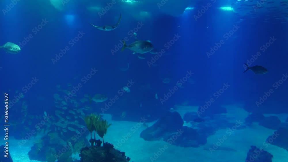 underwater world fish oceanarium aquarium 4k underwater world fish oceanarium aquarium 4k