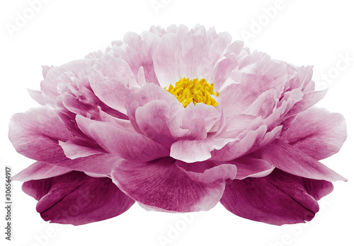 bright purple Peony flower on a white isolated background with clipping path. Nature. Closeup no shadows. Garden flower.