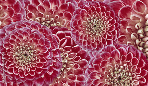 Floral  red-pink background. Flowers  dahlias close-up.  Flowers composition. Nature.