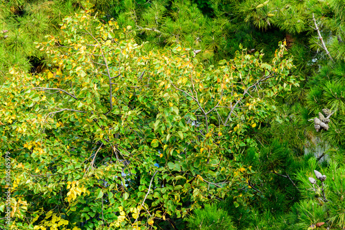 Beautiful virgin forest with fall foliage colors photo