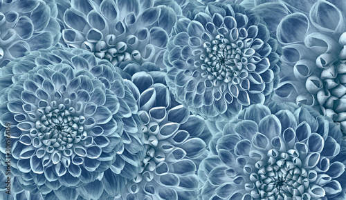 Floral blue-green background. Flowers dahlias close-up. Flowers composition. Nature.