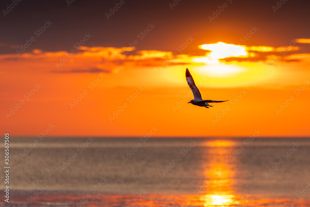 Fototapeta premium Silhouetted seagull flying freedomly at sunrise.