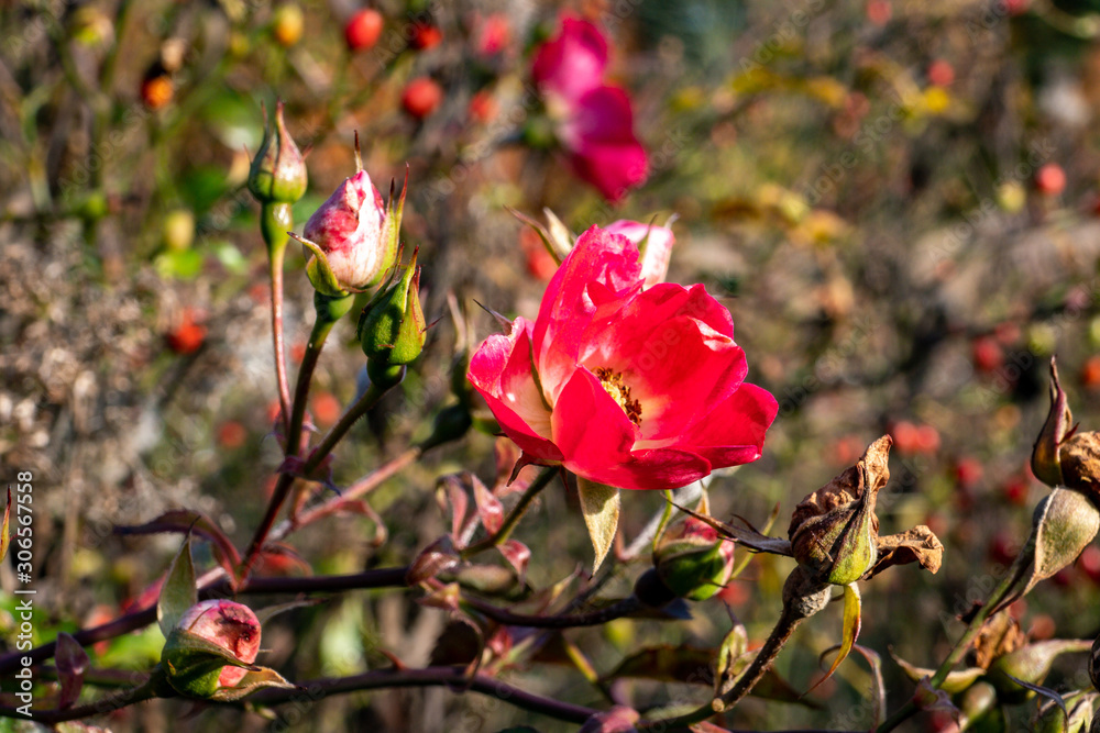 red flower of wild rose red flower of wild rose