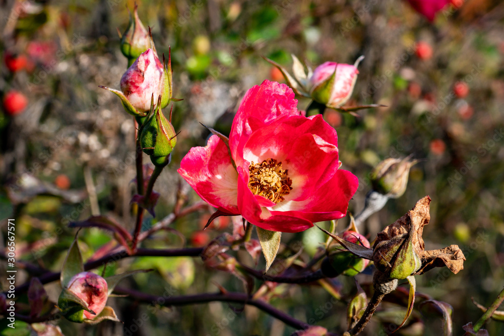 red flower of wild rose red flower of wild rose