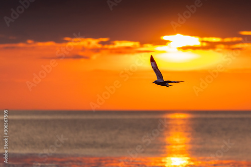 Silhouetted seagull flying freedomly at sunrise.