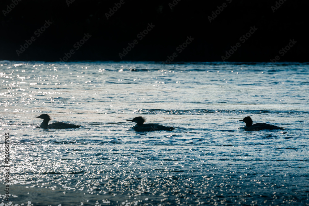 Naklejka premium Three ducks floating on water in Yellowstone National Park.