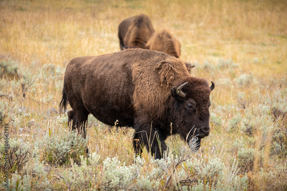 American bison walking and looking for food in Yellowstone National Park.