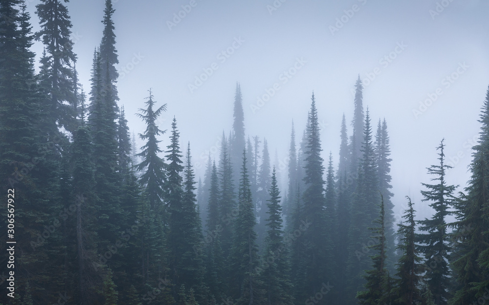 Pine woods covered by fog inside Mount Rainier National Park.