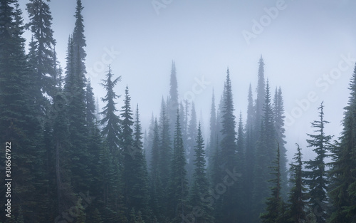 Pine woods covered by fog inside Mount Rainier National Park.