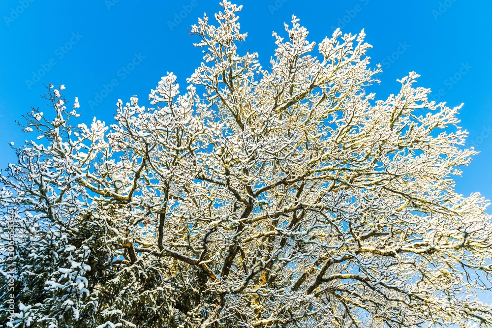 Gorgeous view of snow covered  tree top on blue sky background. 