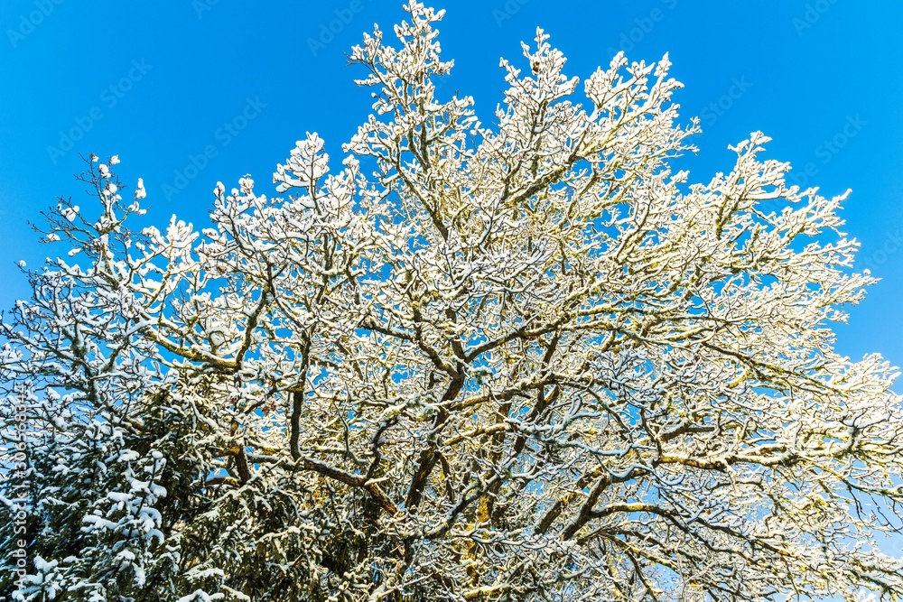 Gorgeous view of snow covered tree top on blue sky background. Gorgeous view of snow covered tree top on blue sky background.