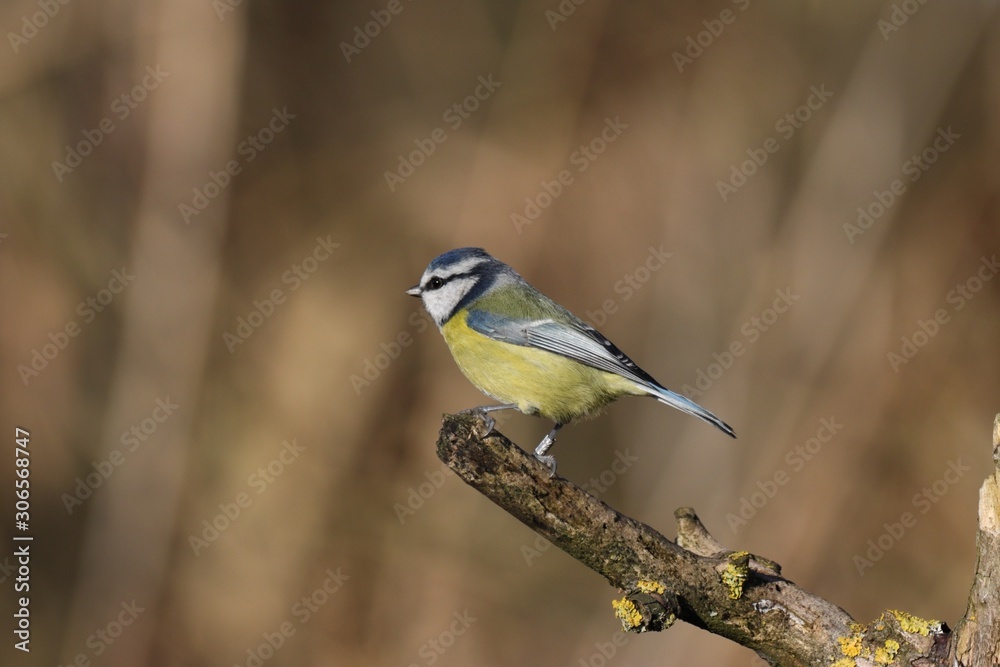 A blue tit perched on a branch A blue tit perched on a branch