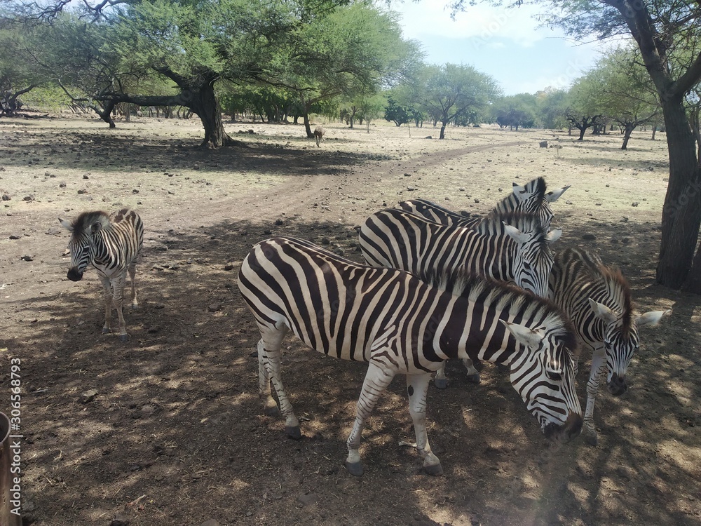 Obraz premium zebra in wild