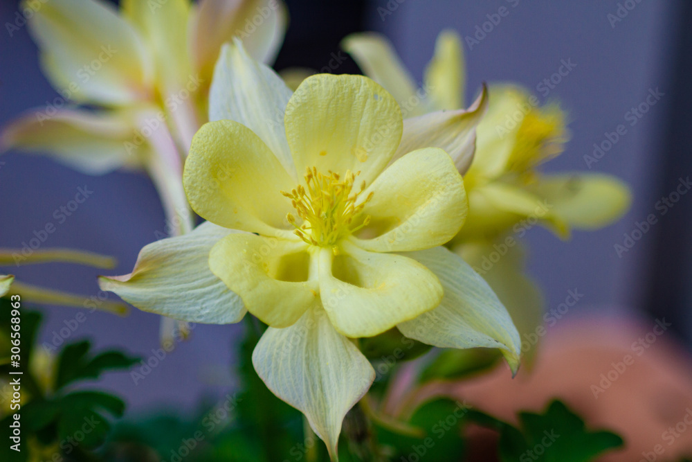 Fototapeta premium Yellow Flower in Full Bloom