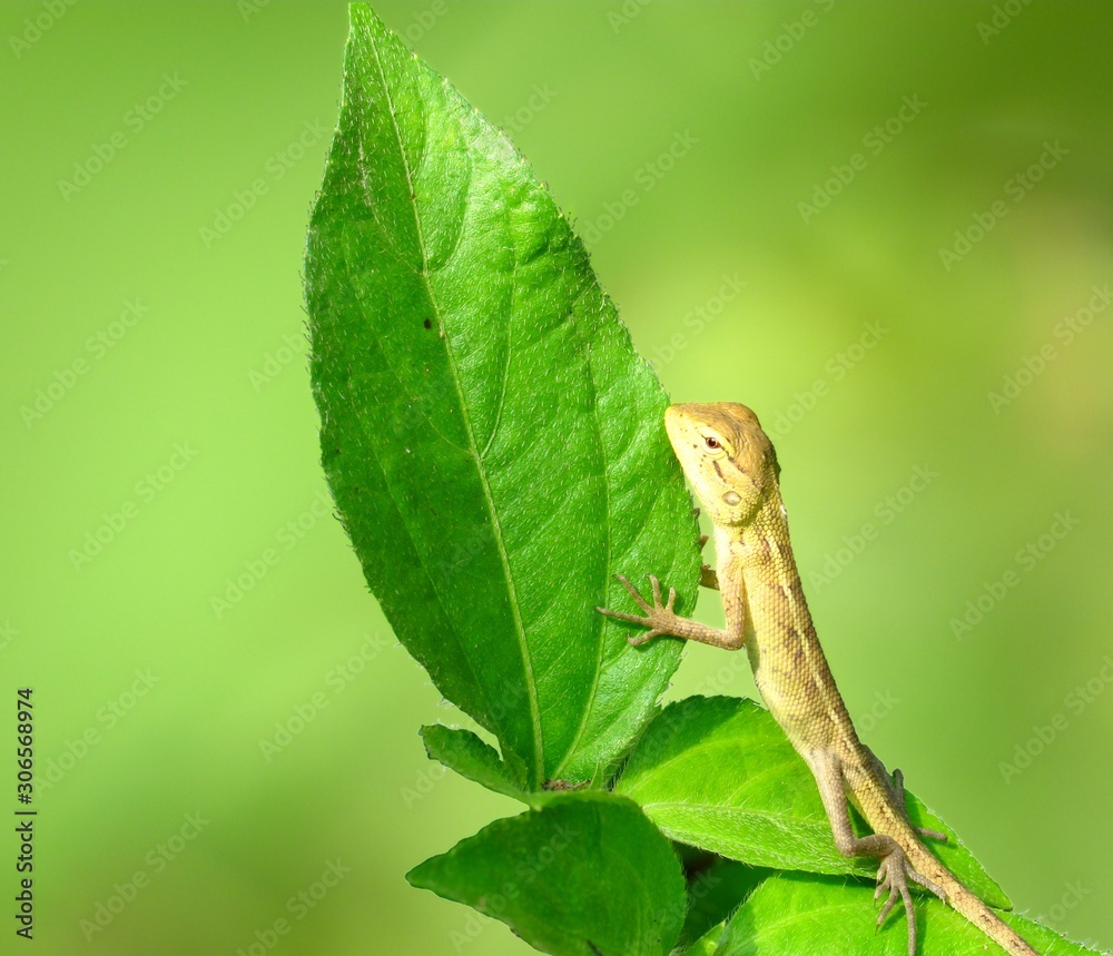 baby chameleon holding green leaves isolated on green background baby chameleon holding green leaves isolated on green background