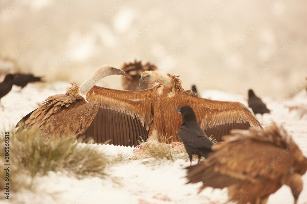 Griffon Vultures (Gyps Fulvus) in Winter Landscape, into the Mountains from spain