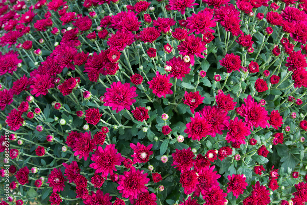 Vibrant Red Chrysanthemums