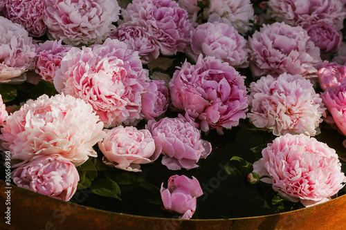 Natural floral pattern  texture and background. Pink peony flowers over dark background  top view  selective focus. Summer  Valentine s or Woman s day greeting card