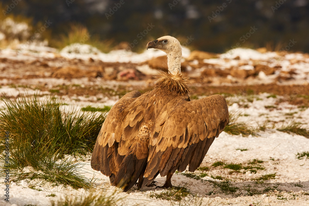 Fototapeta premium Griffon Vultures (Gyps Fulvus) in Winter Landscape, into the Mountains from spain