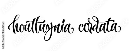 Houttuynia cordata - hand drawn spice label. Isolated calligraphy script style word. Vector lettering design element. Labels, shop design, cafe decore etc