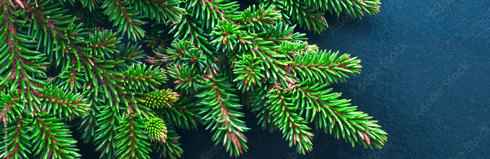 Christmas tree branch on blue background. Panorama. Christmas tree branch on blue background. Panorama.