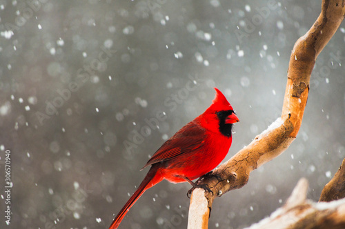 Valokuvatapetti Northern Cardinal in a Snow Storm