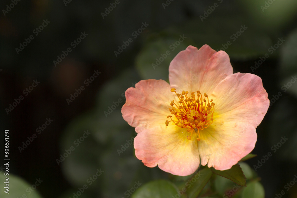 Vivid Flower Yearning to Be Fertilized