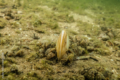 Invasive Süßwassermuschel