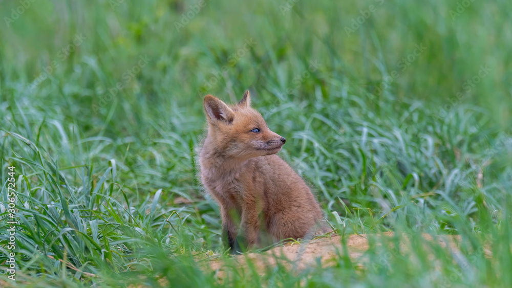 A furry little Red Fox Kit sitting outside of its den. A furry little Red Fox Kit sitting outside of its den.