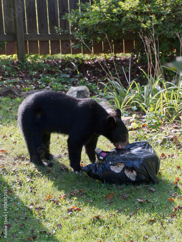 Bear Gobbles Garbage From an Urban Trash Bag