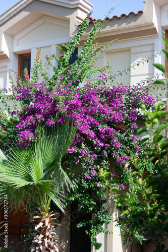 flowers in the garden