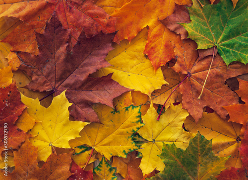 Background with autumn colorful maple leaves.