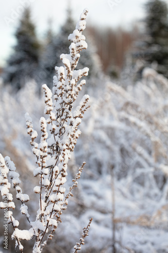 Walk, winter landscape, first snow © M.V.schiuma