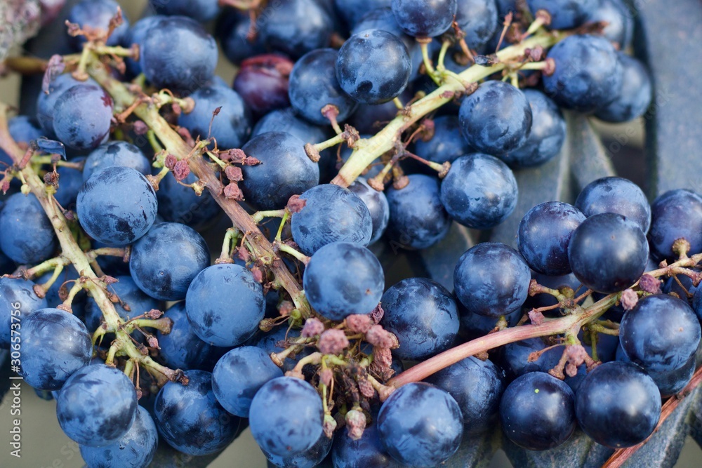 Fototapeta premium Background of ripe black grapes on stalks