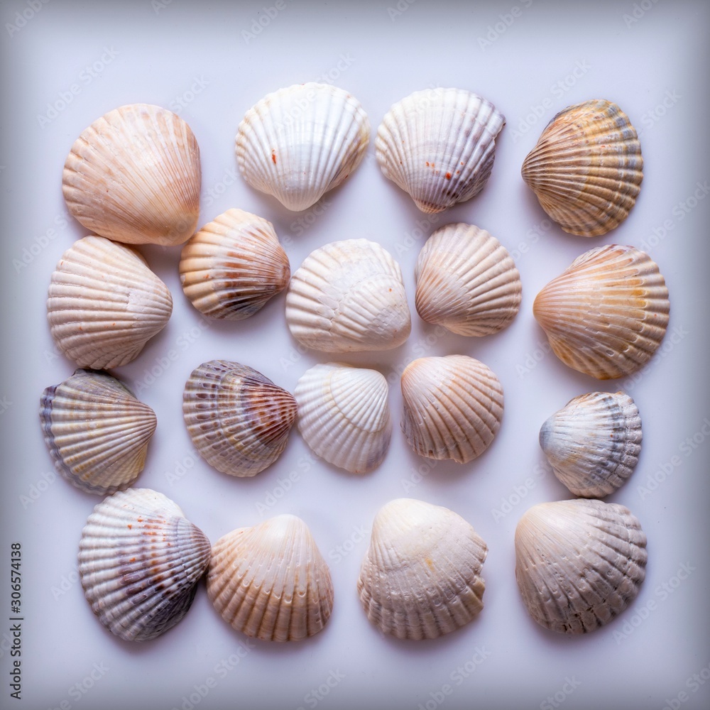 collection of sea shells isolated on white collection of sea shells isolated on white
