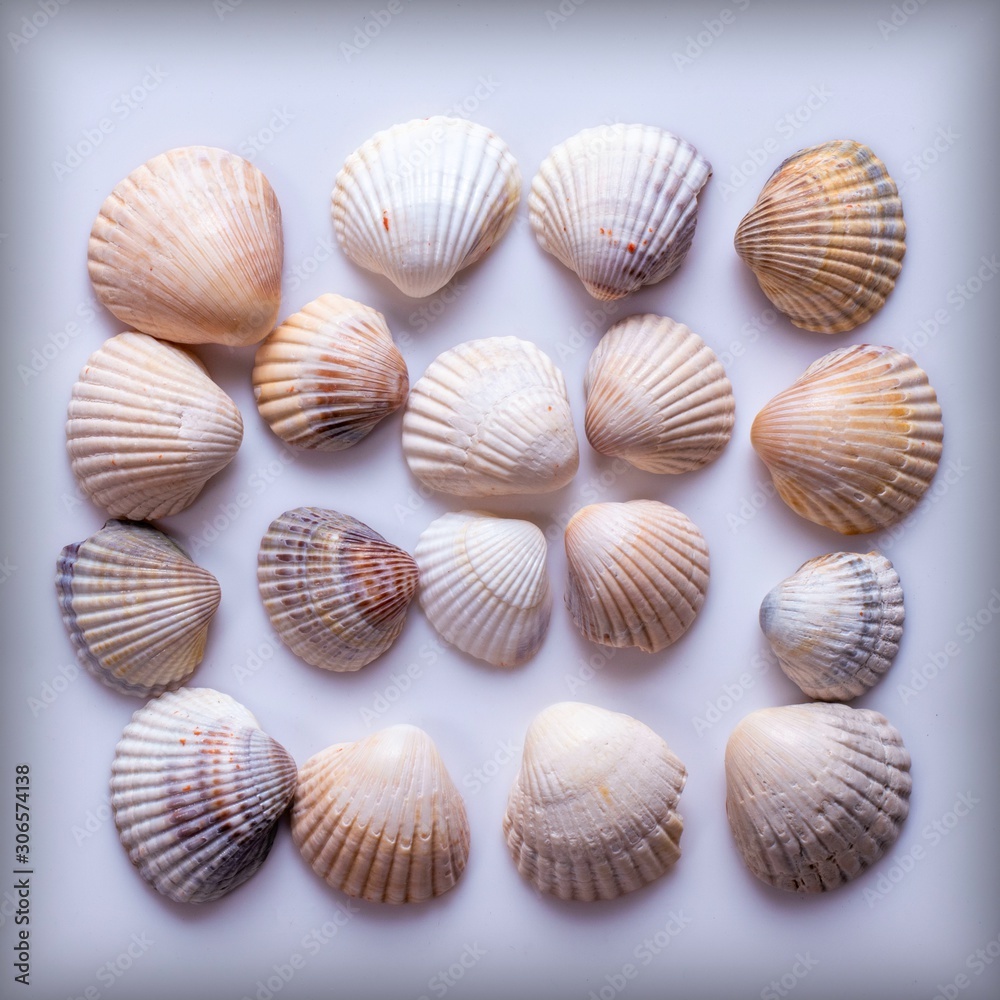 collection of sea shells isolated on white