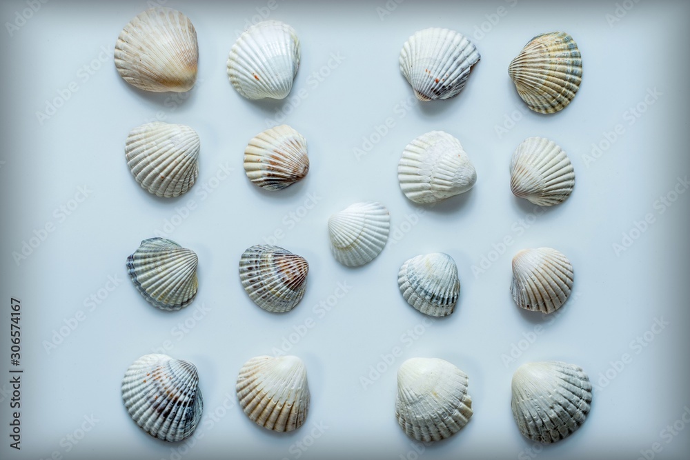 set of sea shells isolated on white background set of sea shells isolated on white background