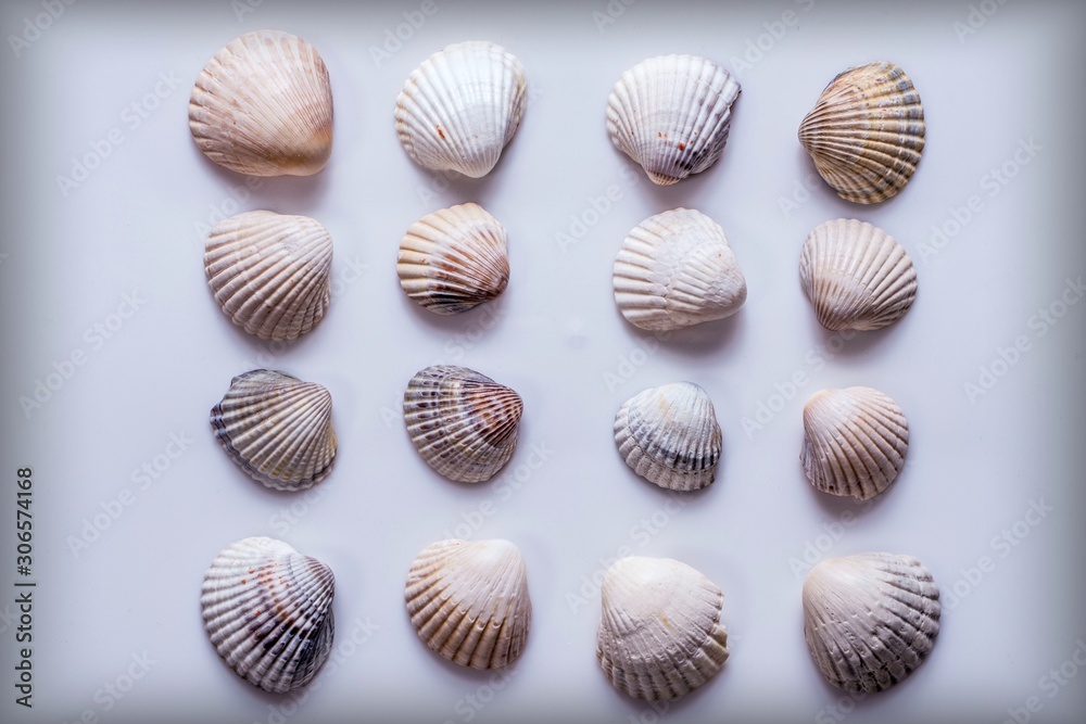 set of sea shells isolated on white background set of sea shells isolated on white background