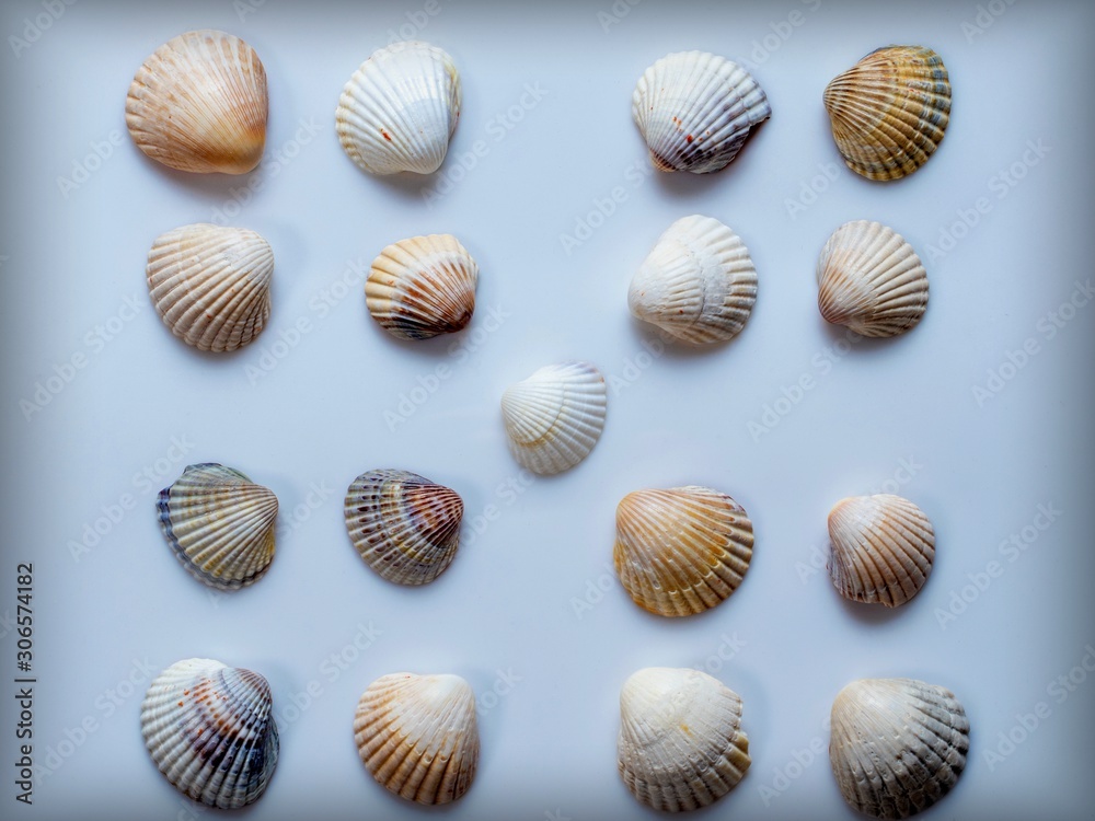 collection of sea shells isolated on white collection of sea shells isolated on white