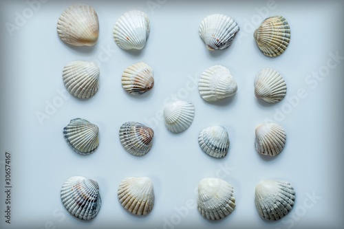 set of sea shells isolated on white background