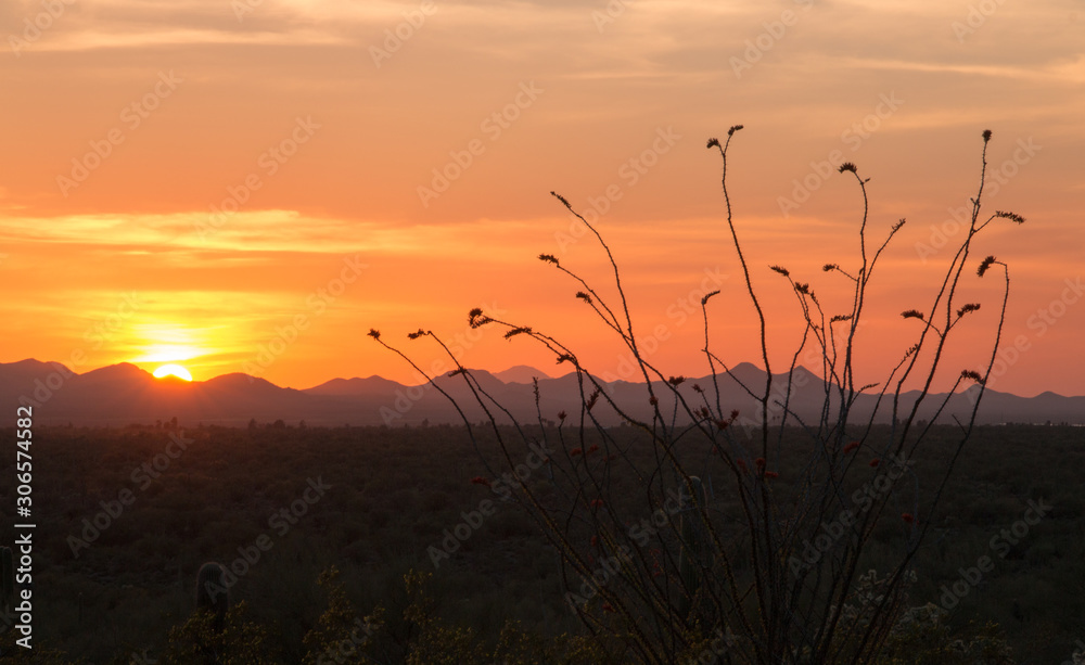 Desert sunset in Tucson with mountains in background and cacti silhouettes in foreground
