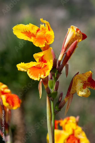 yellow flowers in the garden photo