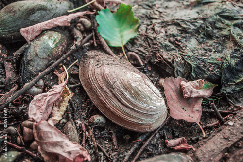 Freshwater clam (shellfish.) photo