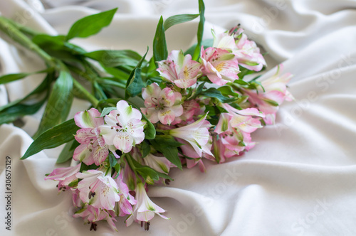 Pink alstroemeria on a gray background