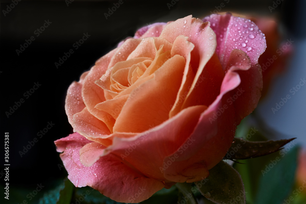 pink rose with water drops